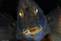   Parablennius pilicornis  